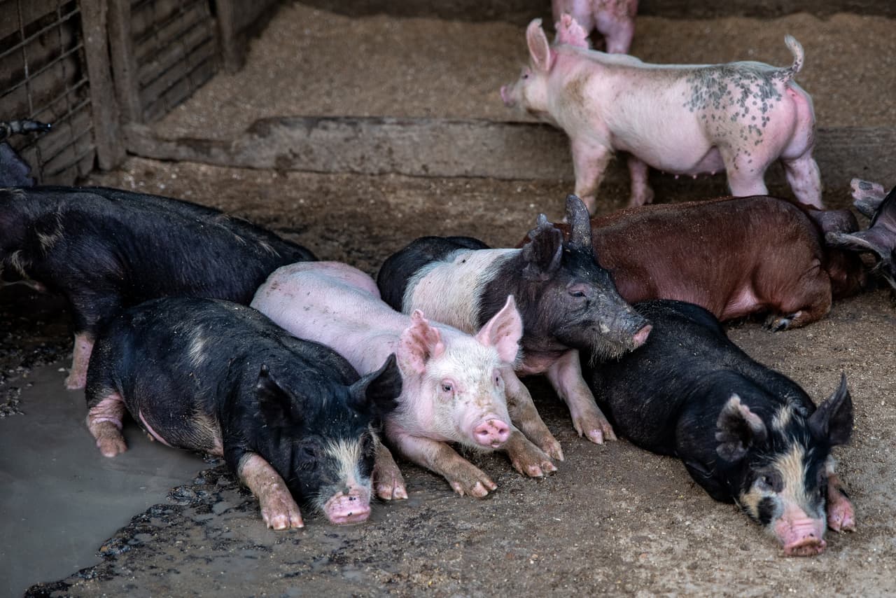 Runkle believes that the majority of pork buyers will not be affected by the new measures, unless things become very drastic and producers must sell at much lower prices. He says he does not support the president and thinks the tariff war will hurt Americans more than others. The $12 billion dollars aid proposed by Trump are for Runkle a poor attempt to protect his base.