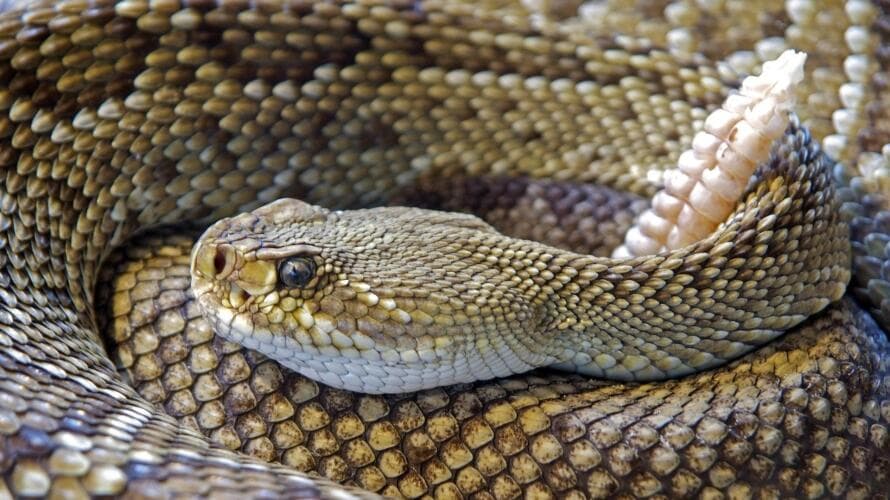 Octubre marca el inicio de una época en la que 
<a href="https://www.univision.com/local/arizona-ktvw/aumento-avistamiento-serpientes-phoenix">aumenta el avistamiento de víboras de cascabel</a>. Esto, debido a que las serpientes entran en una segunda temporada de apareamiento y se movilizan, mientras las temperaturas comienzan a ceder después del verano y la población se pone en contacto con la naturaleza.