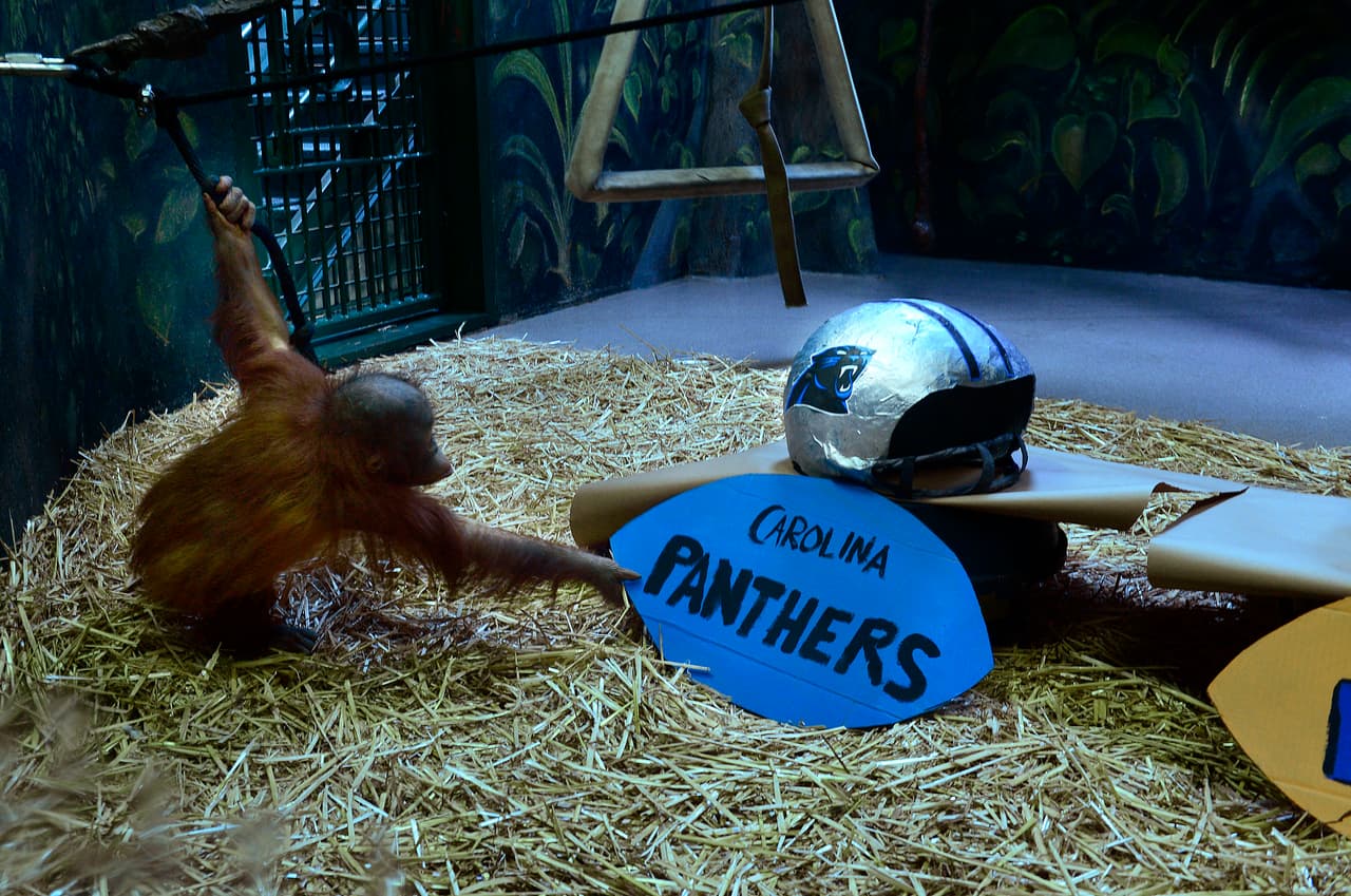 Pequeño orangutan pronostica triunfo de los Panthers en el Super Bowl