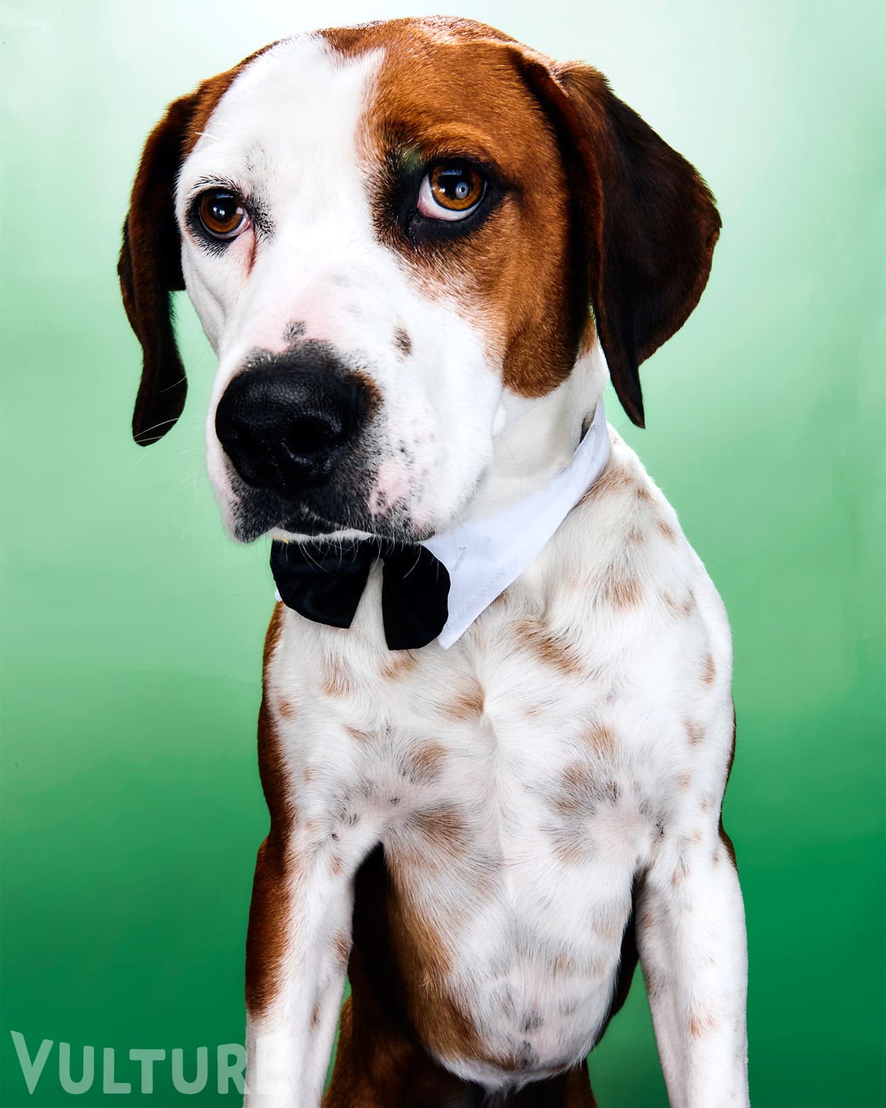 <b><a href="https://www.instagram.com/p/BPnTj3PDl6O/?taken-by=vulture">El perro</a></b>
<br>Esta es la estrella de la nueva serie 'Downward Dog', una comedia sobre la vida de un perro solitario que intenta entender las complejas relaciones humanas en el siglo XXI.