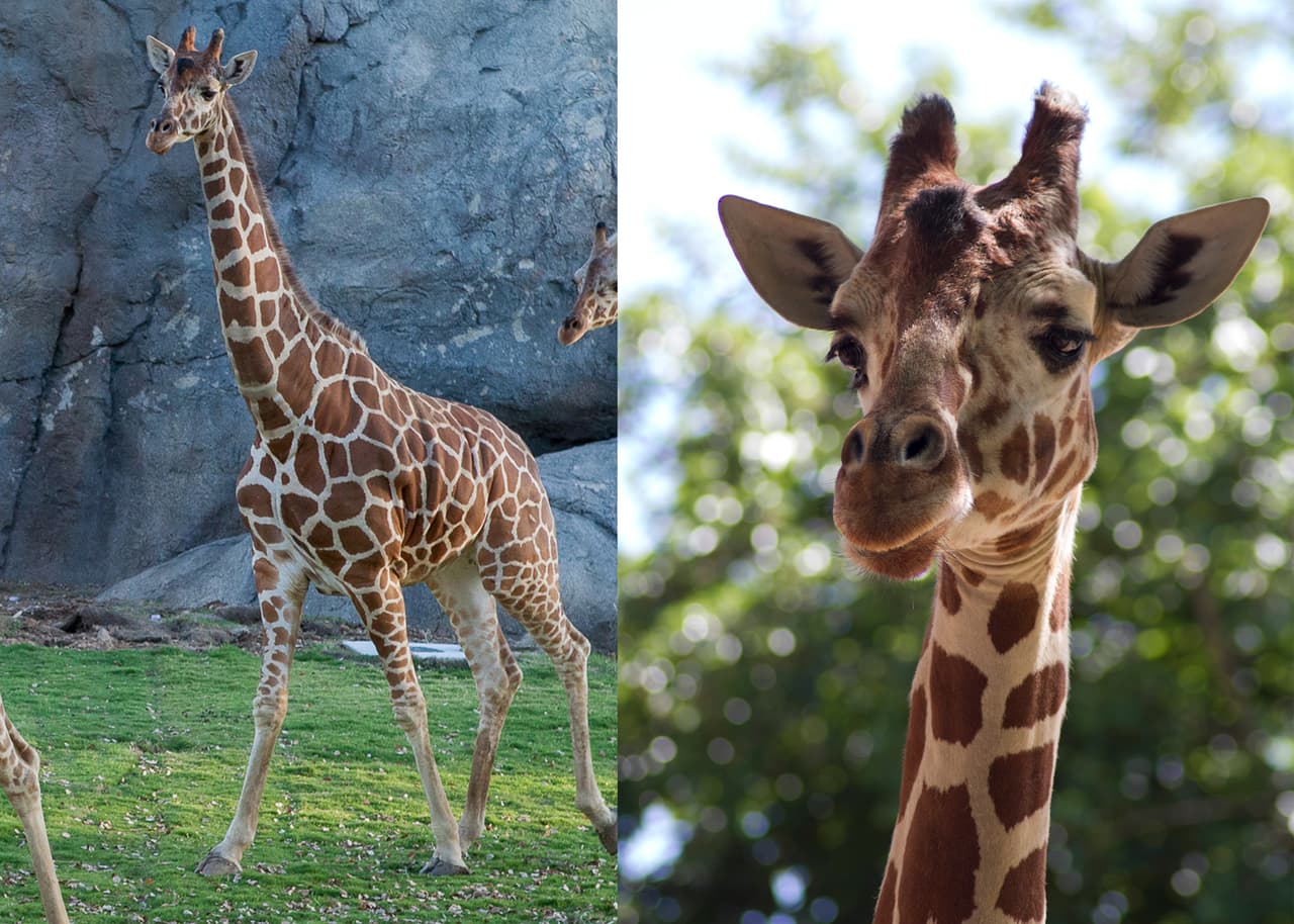 Sacrifican a emblemática jirafa del zoológico de Fresno debido a la artritis que padecía