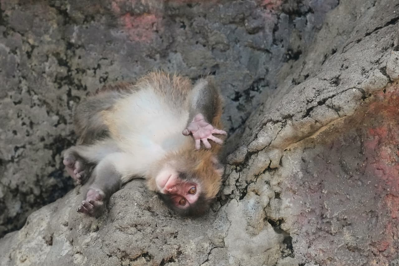 Poco a poco, Punch dejó de depender del peluche y empezó a pasar más tiempo jugando y relacionándose con los demás monos del zoológico.