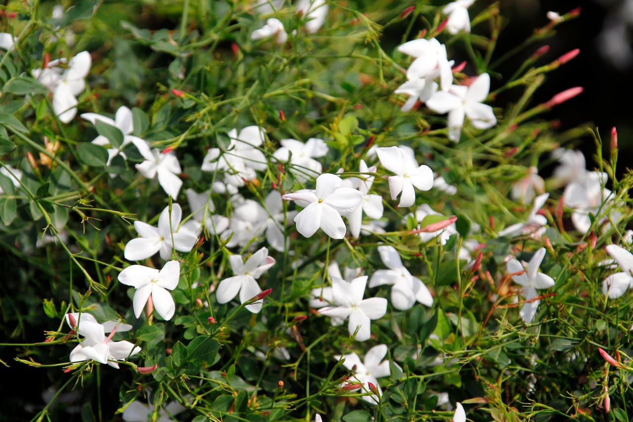 <b>El jazmín </b>suele crecer en grandes campos y es usado principalmente por la industria farmacéutica y de perfumes por su particular fragancia y únicas propiedades. El jazmín también lo puedes encontrar como planta de interior y es una buena amiga para aliviar la ansiedad, además que el químico que libera ayuda a mejorar los trastornos del sueño.