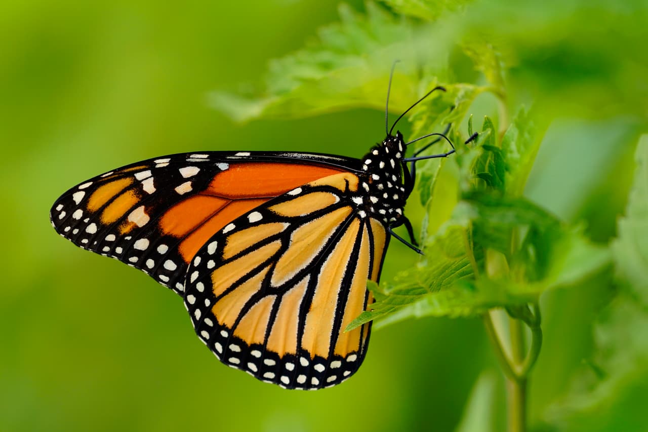 En América del Norte, millones de mariposas monarca realizan
<b> la migración más larga de todas las especies de insectos conocidas por la ciencia.</b>
<br>