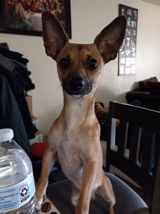 El hermoso Papi de Lupita Díaz.