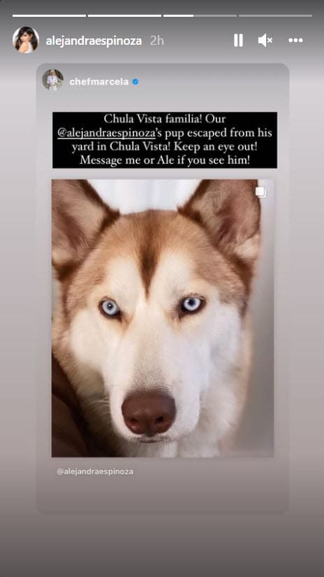 Esta 
<b><a href="https://www.univision.com/famosos/alejandra-espinoza-perdio-a-su-perro-pidio-ayuda-y-lo-recupero-gracias-a-una-seguidora-fotos">no es la primera vez que el husky siberiano se pierde</a></b>, en agosto de 2019 Alejandra y su familia sufrieron cuando desapareció.
<br>