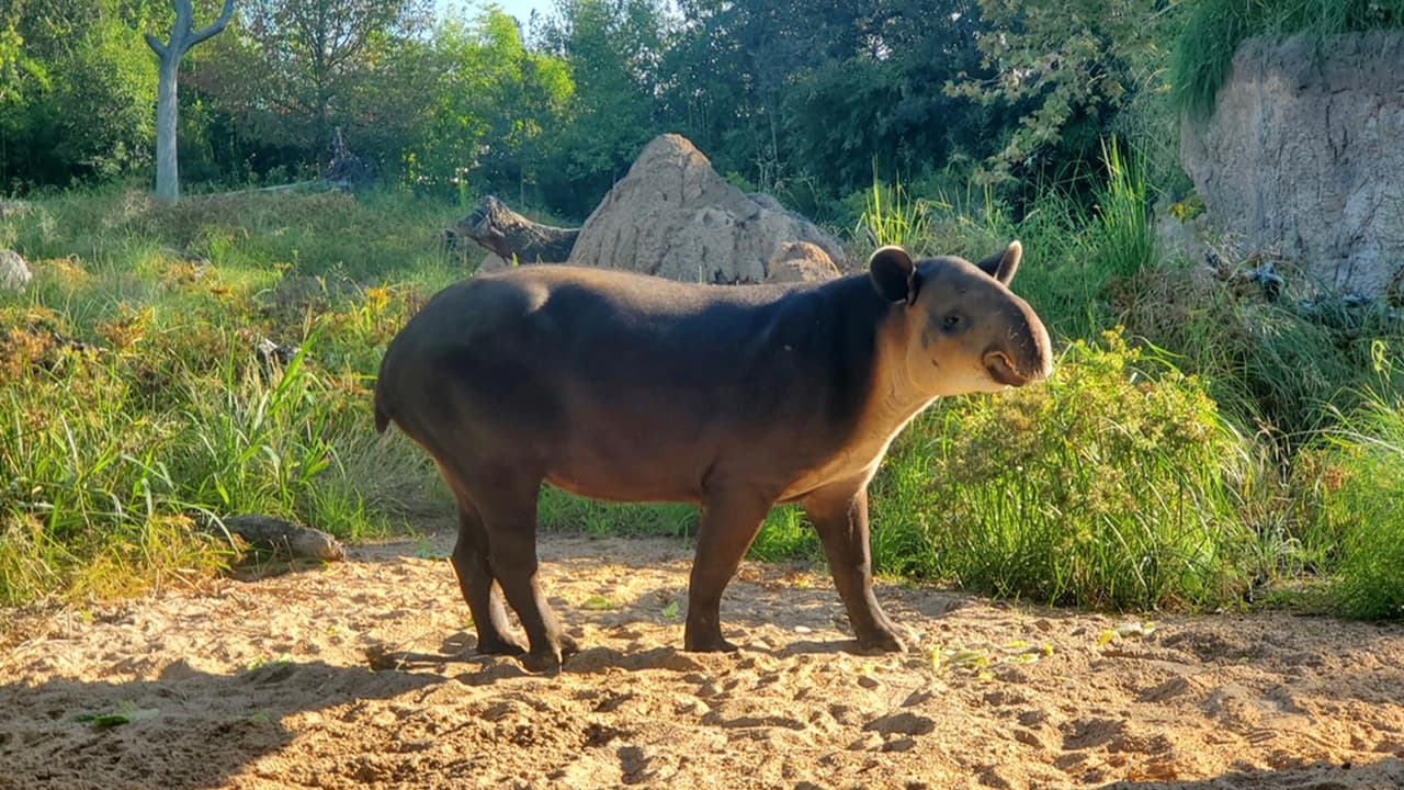 Al visitar el Zoológico de Houston, los visitantes están ayudando con el pago de su boleto de entrada a salvar este lugar especial.