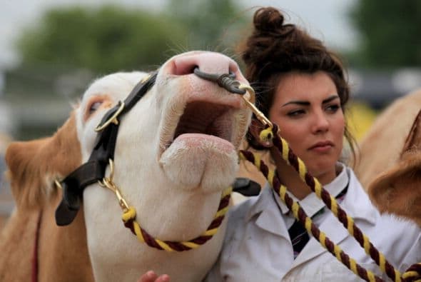 Milly Hendy sostiene a su vaca Semental en el ring a juzgar en el Royal Bath and West Mostrar en el día de la inauguración.