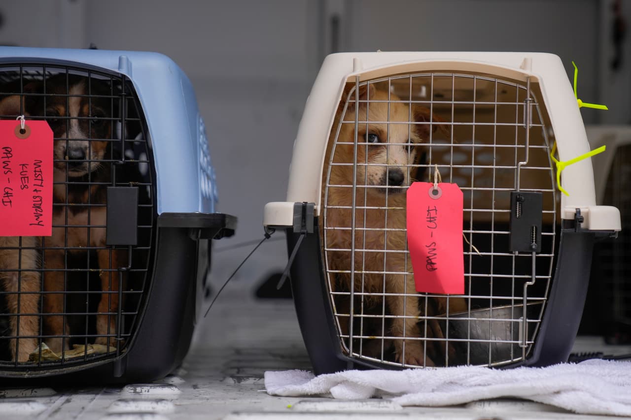 Los perros trasladados ya estaban en refugios antes de que comenzaran las inundaciones. Sacarlos de esas instalaciones permite liberar espacio y recursos para rescatar y reunir a más mascotas que se perdieron o quedaron atrapadas durante la catástrofe.