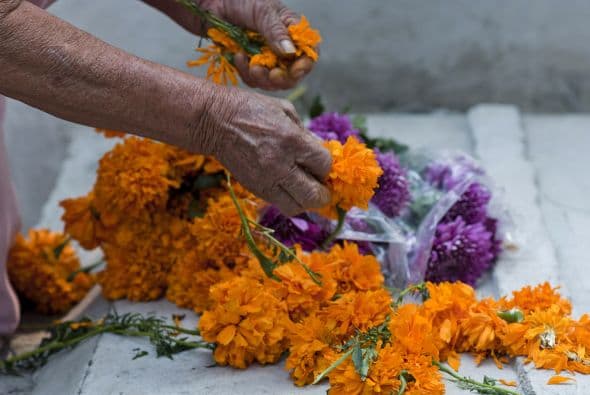 La tradición mexicana cuenta que esta flor alumbra el camino de las almas que regresan momentáneamente a la tierra para absorber el aroma de los alimentos y bebidas puestas en las ofrendas.