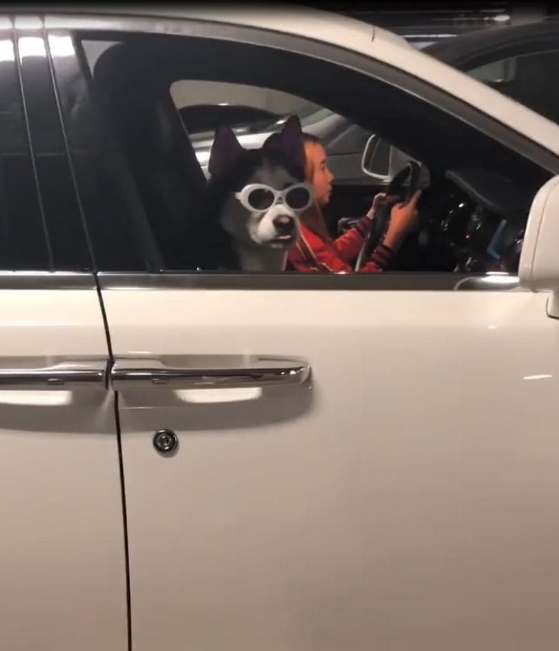 Aunque Lil Tay dice que ella maneja los autos, en la mayoría de sus videos apenas se alcanza a verla pisando el acelerador de cada uno. Solo en una ocasión se le aprecia manejando por unos segundos, en un estacionamiento, un Rolls Royce Ghost, acompañada de su perro en el asiento del copiloto.