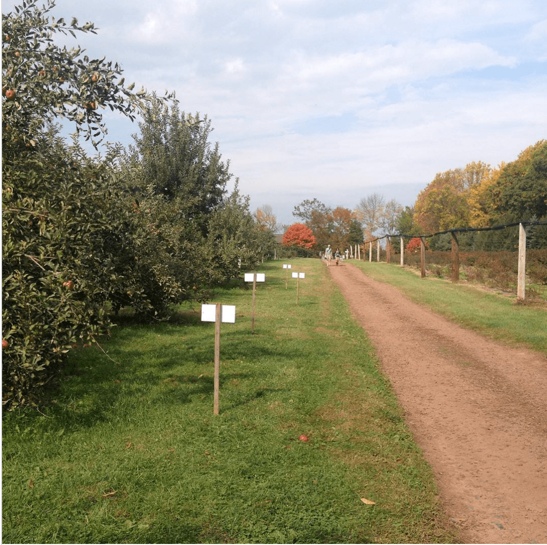 <b>Solebury Orchards </b>
<br>Esta pintoresca granja actualiza diligentemente su sitio web con lo que esté listo para la cosecha, así que asegúrese de revisarlo antes de salir.
<br>
<br>
<br>
<b>Cuándo</b>: De 9 a.m. a 6 p.m. jueves a domingo.
<br>
<br>
<b>Conducir desde Filadelfia:</b> 1 hora (3325 Creamery Road, New Hope)
<br>
<br>