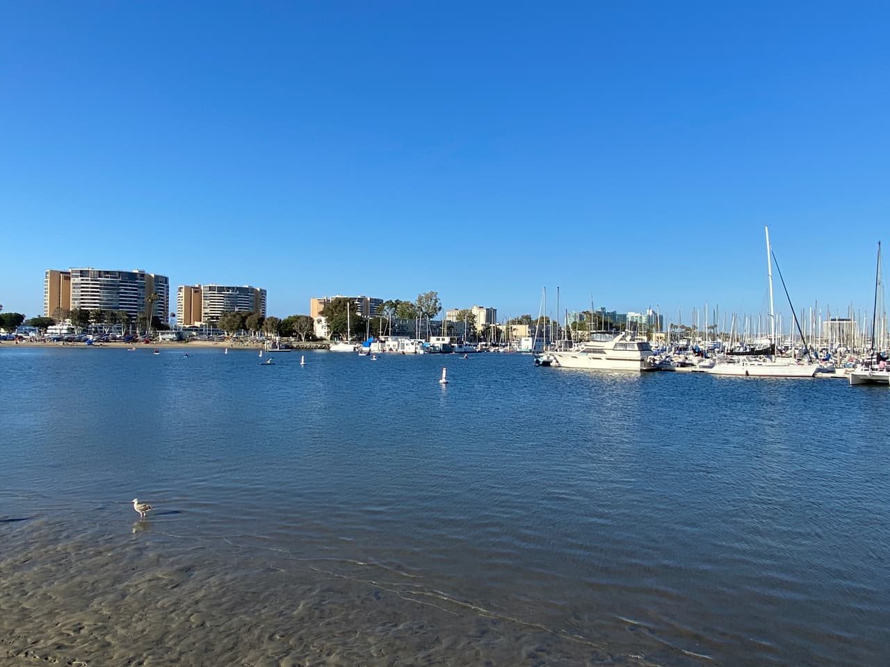 El Departamento de Calidad del Agua de California, por su parte, alerta sobre la presencia de algas tóxicas en varios lagos en la región.