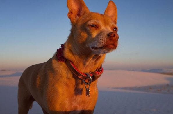 Eiza trató de darle ánimos aunque le fue difícil contener el llanto: "Después de llevarla a miles de veterinarios y de que nadie descubriera lo que tenía, alguien finalmente lo descubrió, pero ya era demasiado tarde. Ha sido tan difícil para mí mirarla y aceptar su envejecimiento. No hay nada que pueda hacer más que amarla con todo mi corazón mientras ahogo mis lágrimas para que pueda sentirse fuerte". 
<br>