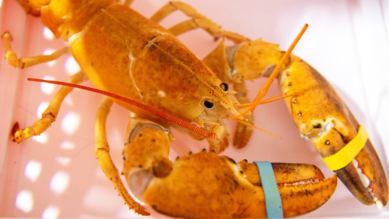La iban a servir en una cena, pero la llevaron a un acuario porque es rarísima