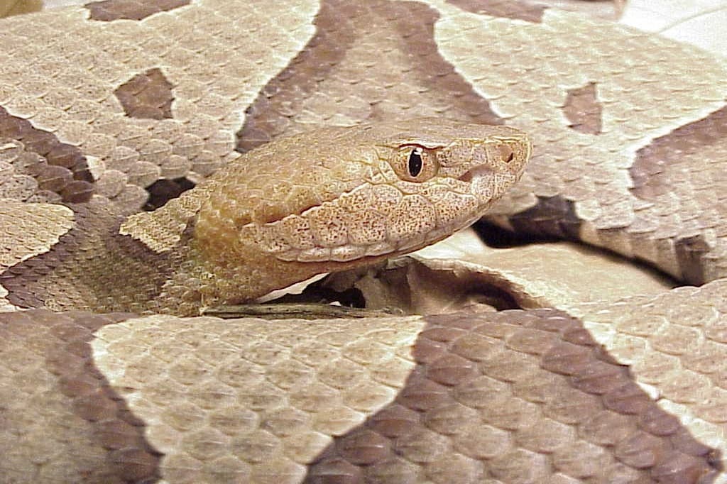 Para evitar los ataques de víboras venenosas se recomienda que revise sus alrededores y si se encuentra con una serpiente, no intente manipularla, la mayoría de las mordeduras ocurren cuando las personas tratan de atrapar o matar a las serpientes venenosas.
<br>