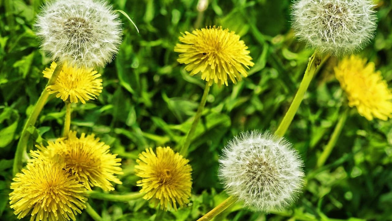 Pensilvania pide a sus habitantes que dejen en paz a los dientes de león y esta es la razón
