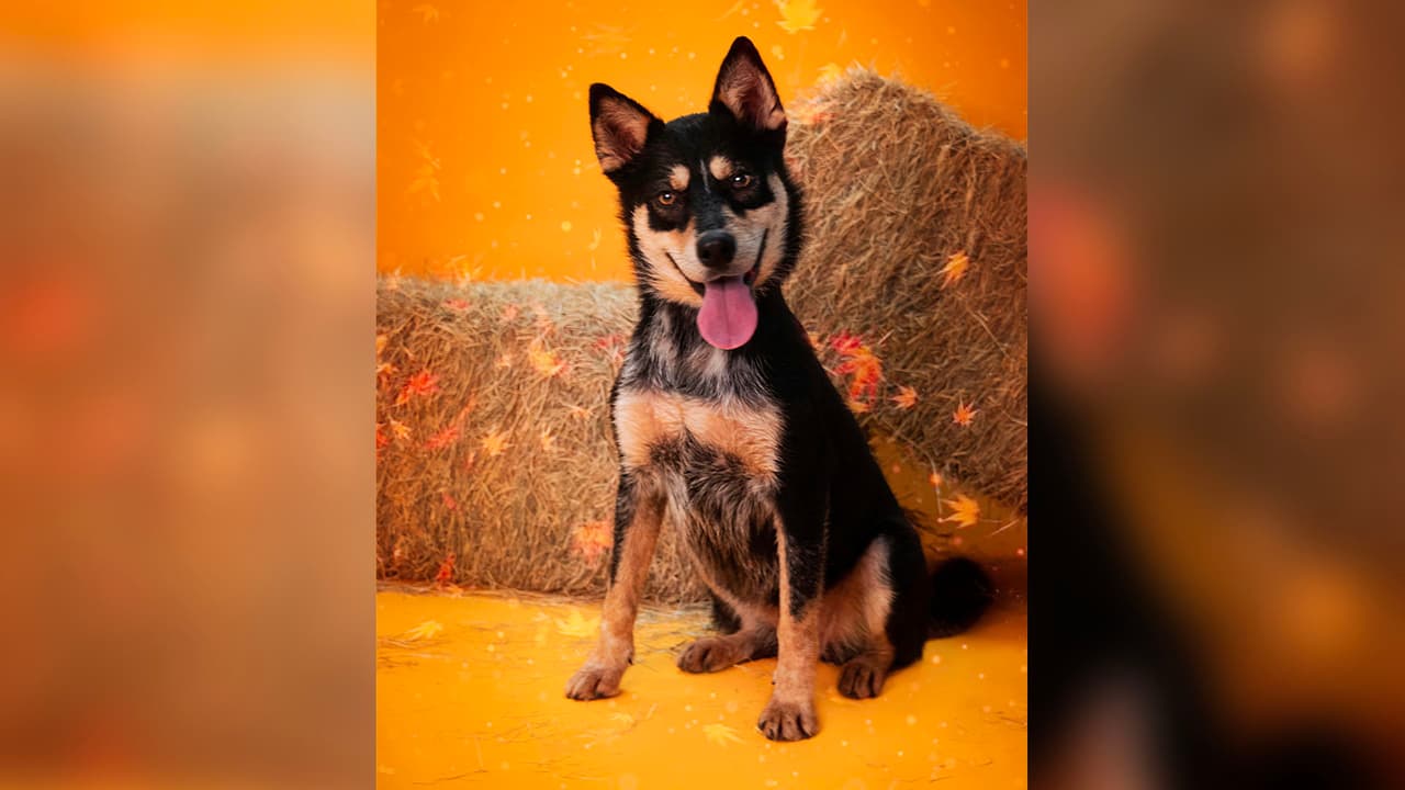 <a href="https://www.univision.com/local/houston-kxln/rescate-perros-animales-mascotas-fort-bend-houston-humane-society-houston-fotos">Houston Humane Society</a> ofrece un 50% de descuento en las tarifas de adopción para las mascotas del refugio.