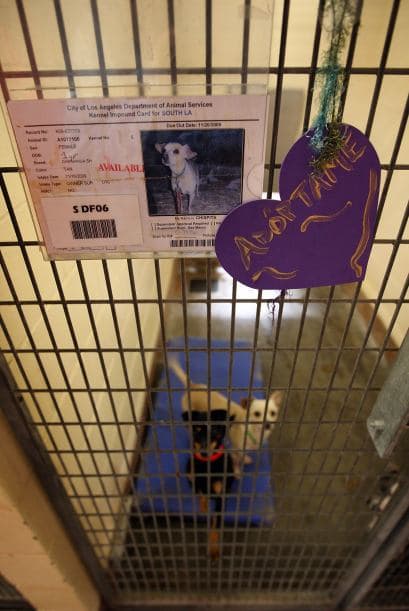 Mientras llegan a un acuerdo este problema seguirá creciendo en México y estos animalitos estarán en búsqueda de un hogar.