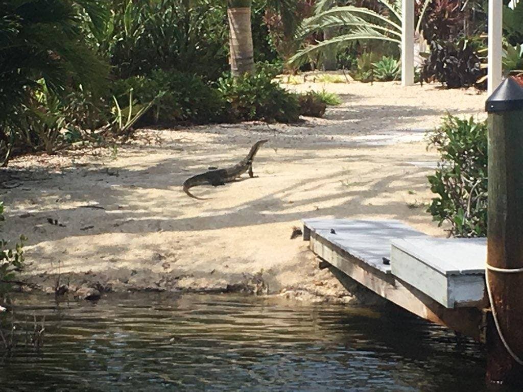 Gracias al arduo trabajo de los expertos “se ha ayudado a proteger la vida silvestre en nuestro estado”, dijo FWC.