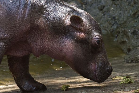 Igoli, es la primera opción y significa 'oro' en la lengua africana zulú.