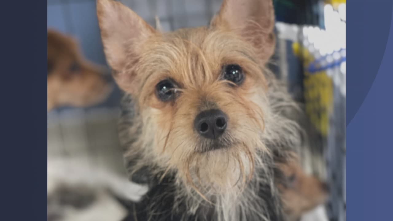 El servicio de animales de Miami-Dade pone en adopción 21 perritos de raza mixta con Yorkie