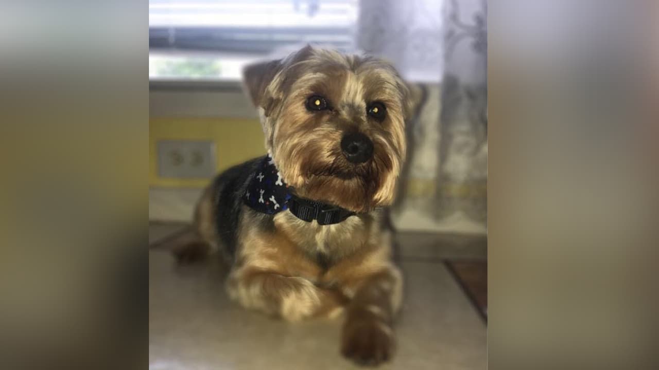 Ayalet Matute - "Mi nieto Teddy"