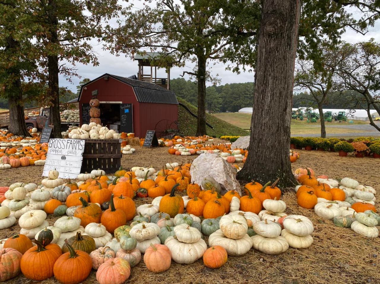 <b>Gross Family Farms (Sanford)</b>
<br>
<b>Sitio web</b>: 
<a href="https://www.grossfarms.com/">https://www.grossfarms.com/</a> 
<br>
<b><a href="https://maps.app.goo.gl/rZ8eNKiXukCxeo5D8">Cómo llegar</a> </b>
<br>
<br>La granja ofrece un laberinto de maíz y un huerto de calabazas. El sofisticado laberinto de maíz cubre un poco más de cuatro millas de senderos sinuosos. El huerto de calabazas está justo al lado del laberinto, donde los visitantes pueden elegir sus productos.