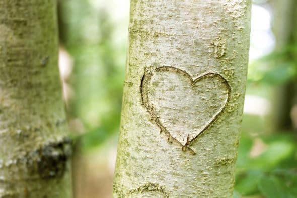 The Princeton Review, una empresa especializada en servicios de tutoría, exámenes y admisiones universitarias, publicó la lista de las universidades más 'verdes' del país 2015, con motivo del Día de la Tierra, que se celebra este 22 de abril.