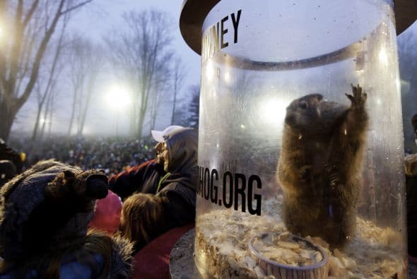 La marmota Phil salió de su guarida en el pequeño pueblo de Punxsutawney, Pensilvania.