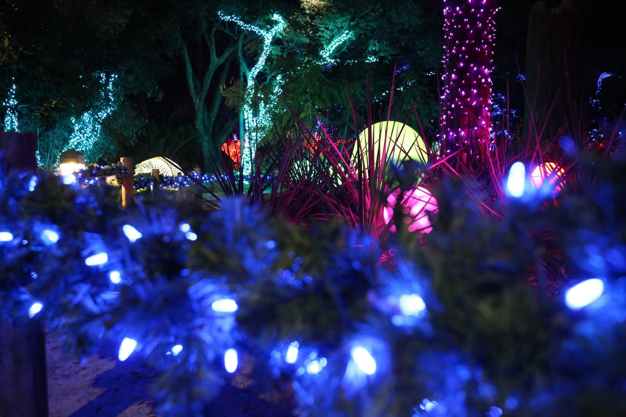 Así se ven los arbusto y árboles vestidos de luz y color, desde la óptica de un niño.