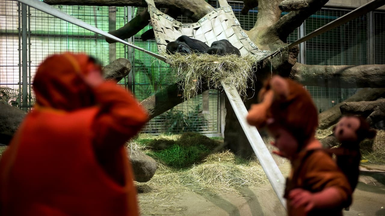 Zoológico Nacional cancela “Boo at the Zoo” en DC por cierre del gobierno