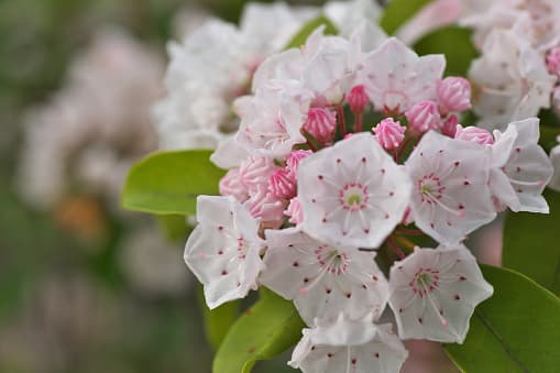 <b>Mountain Laurel: </b>Si su mascota ingiere cualquier parte de la planta puede desarrollar síntomas leves de toxicidad relacionados con trastornos gastrointestinales, o puede desarrollar una reacción grave que puede terminar en coma.