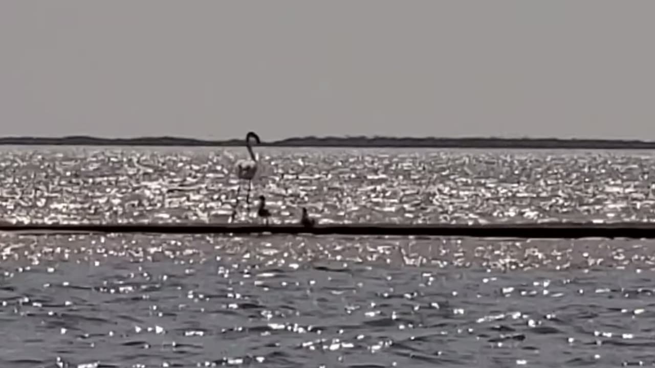 “Al parecer Pink Floyd vino del otro lado de la luna”, indica la publicación.