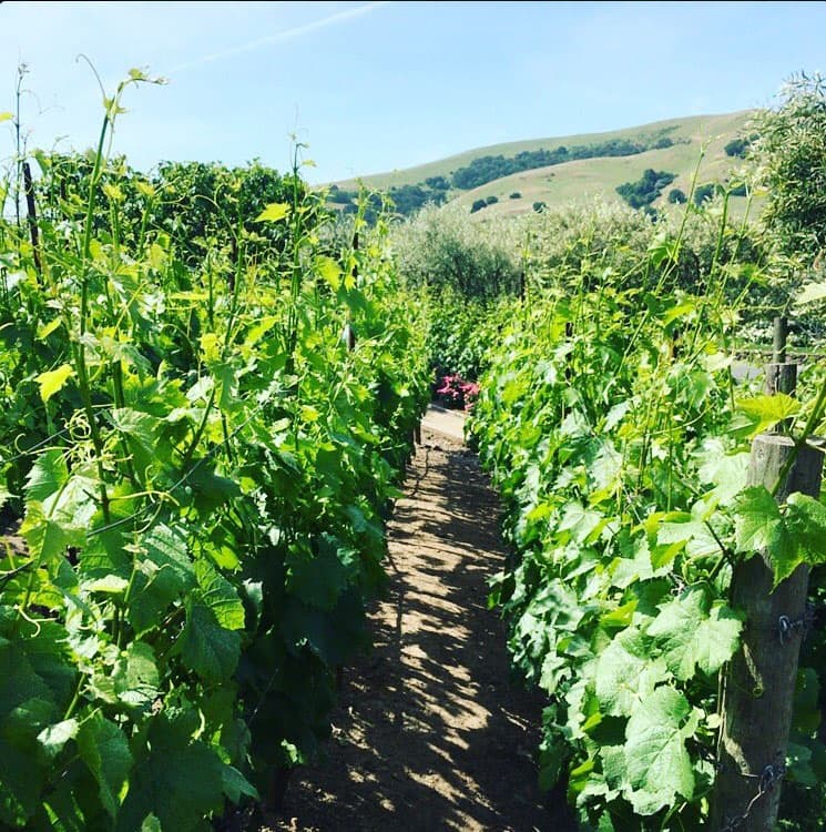 La telenovela tocará el tema del vino, por eso tendrá locaciones en hermosos viñedos del norte de México.