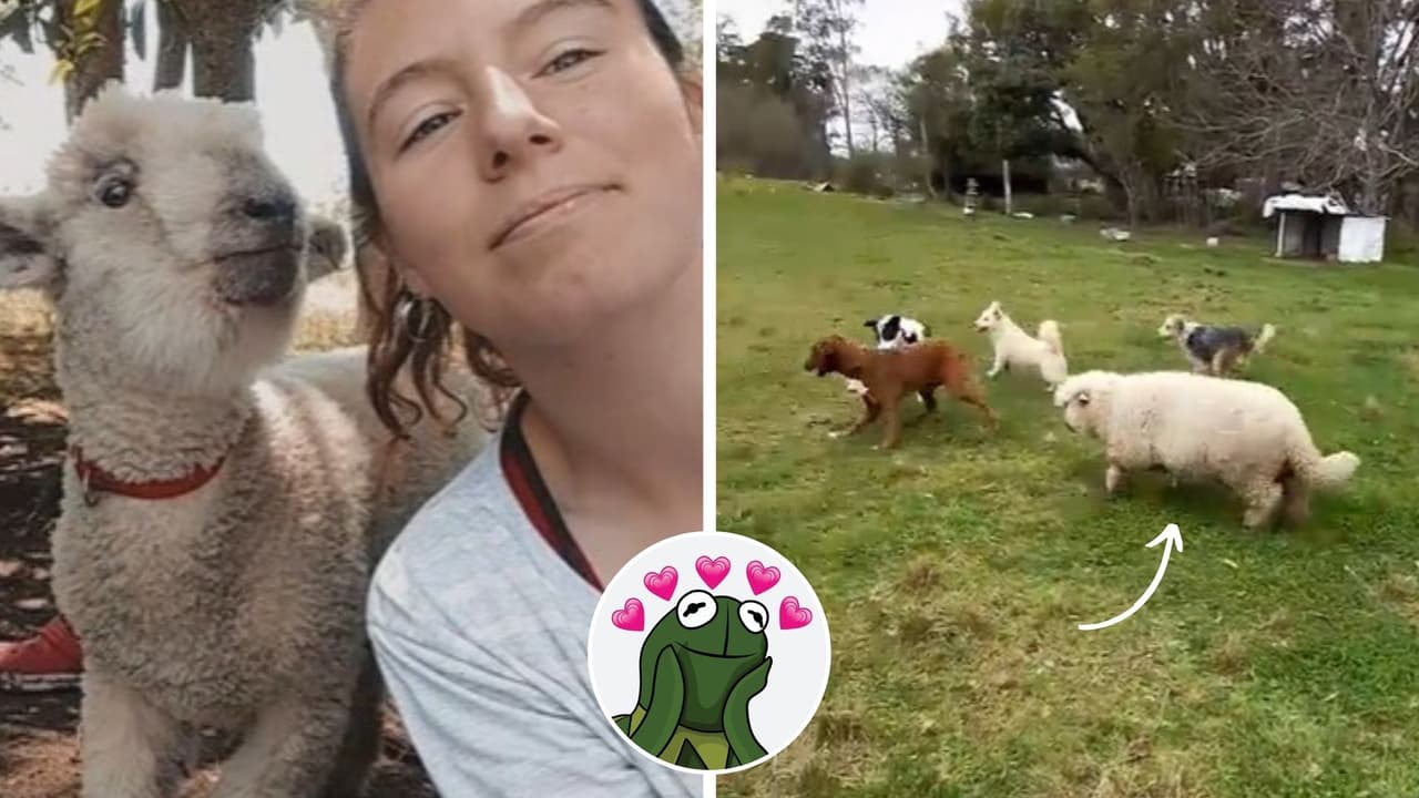Rolo, la oveja que cree que es un perrito y se ganó el amor de TikTok: esta es su historia