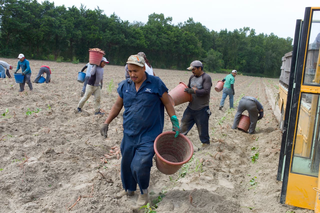 <b>Puesto 9: Carolina del Norte</b>
<br>
<br>Tasa de desempleo en hispanos (segundo trimestre de 2021): 7.5%.
<br>
<br>Tasa de desempleo en blancos (segundo trimestre de 2021): 3.5%.
<br>
<br>Tasa de desempleo en afroestadounidenses (segundo trimestre de 2021): 7.7%.
<br>
<br>Tasa de desempleo en asiáticos estadounidenses y nativos de las islas del pacífico: no hay suficientes datos.
<br>
<br>Desempleo general: 4.8%.
<br>
<br>“A medida que los estados comiencen a reducir sus beneficios deben tener en cuenta el impacto desigual que tendrá la decisión en las comunidades con tasas de desempleo relativamente altas, en particular las comunidades negras e hispanas”, se lee en informe de EPI.