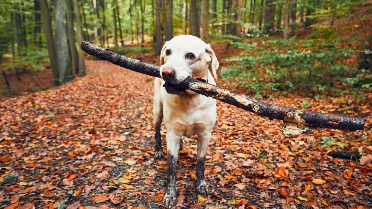 <b>No ejercites a tu mascota enérgicamente</b> en los días de calor extremo, tampoco permitas que camine sobre el pavimento caliente, pues éste puede alcanzar peligrosas temperaturas causándole quemaduras.
