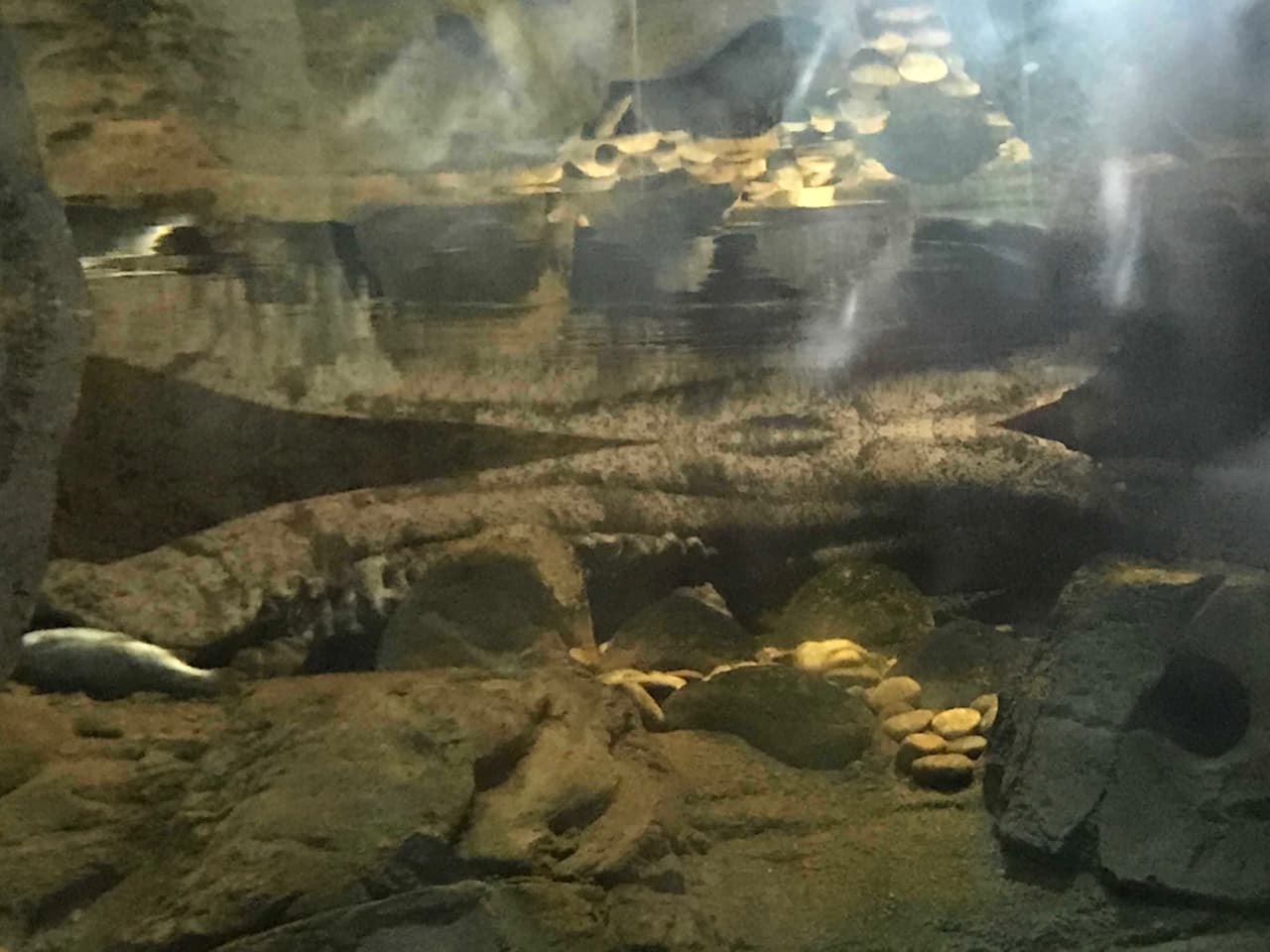 ¿Puedes distinguir a la Salamandra China Gigante en la foto? Se trata de la salamandra más grande del mundo. Vive en agua limpia, por lo que el bosque húmedo es su habitad por excelencia.