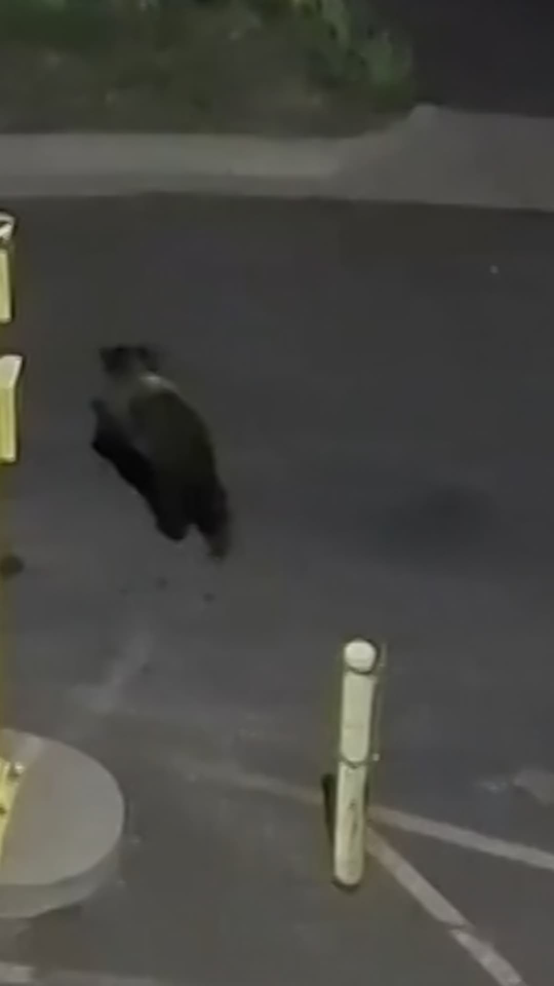 Un oso se pasea por la entrada de una cárcel en Colorado