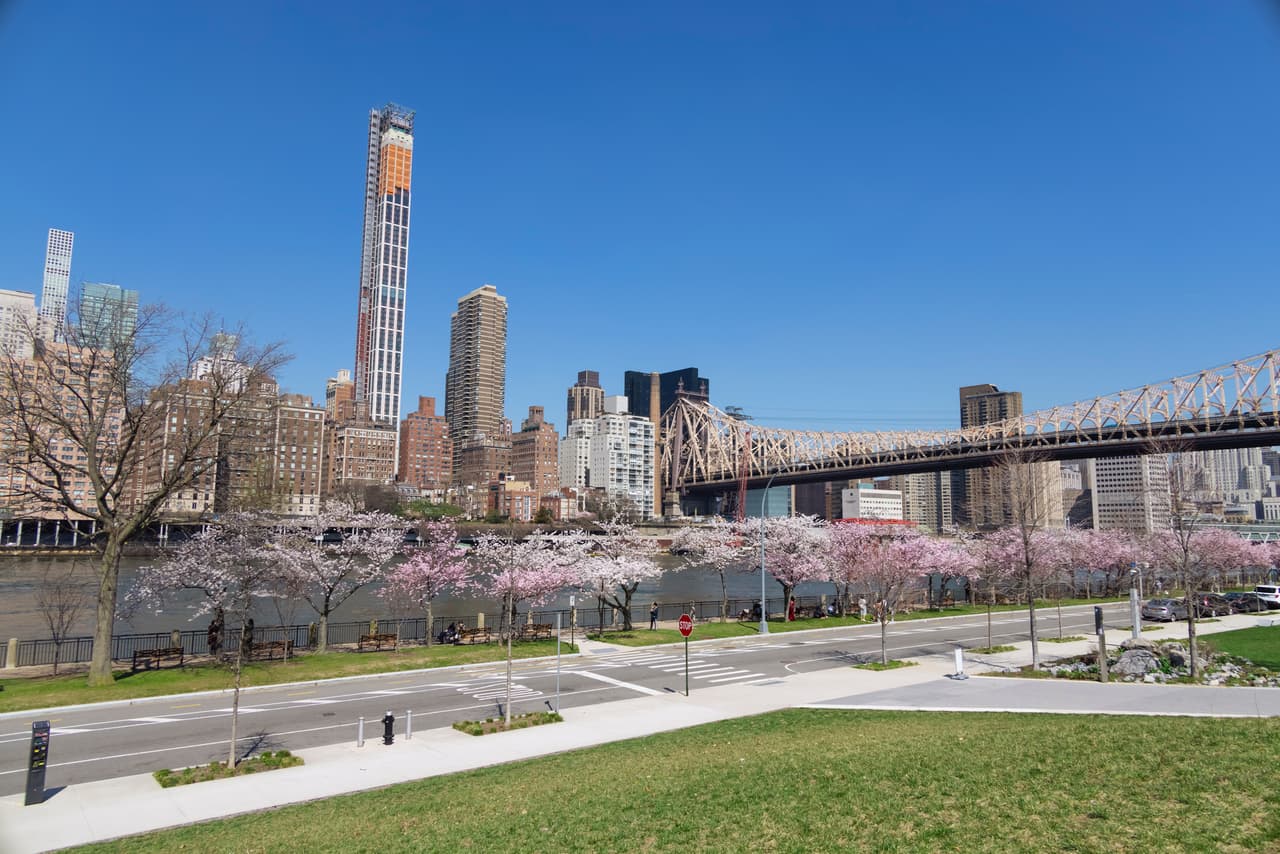 Una coqueta colección de cerezos en flor escolta el East River en la céntrica 
<b>Roosevelt Island.</b> Su ubicación es perfecta para que residentes de Long Island, Manhattan y Queens vayan a tomarse fotos frente a ellos.