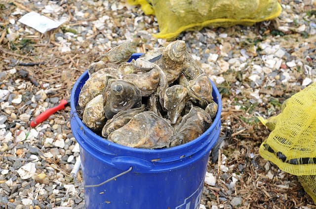 El proyecto en Jamaica Bay, Long Island marca el regreso de las ostras al puerto de Nueva York donde siglos atrás fueron esenciales para el ecosistema.