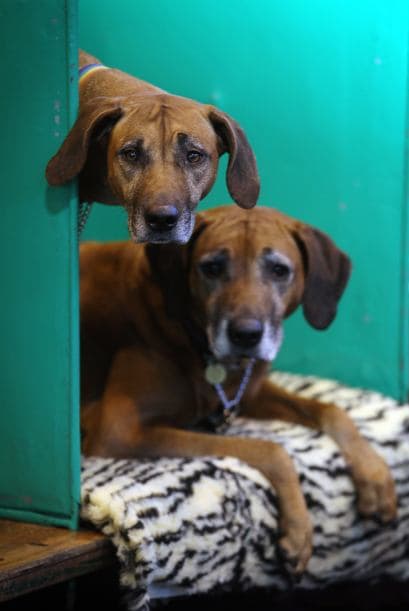 Pero si esto no te funciona, la experta recomienda darle premios a tu mascota, los cuales consisten en cubitos de hielo hechos de té de camomila que les encanta a los perros.