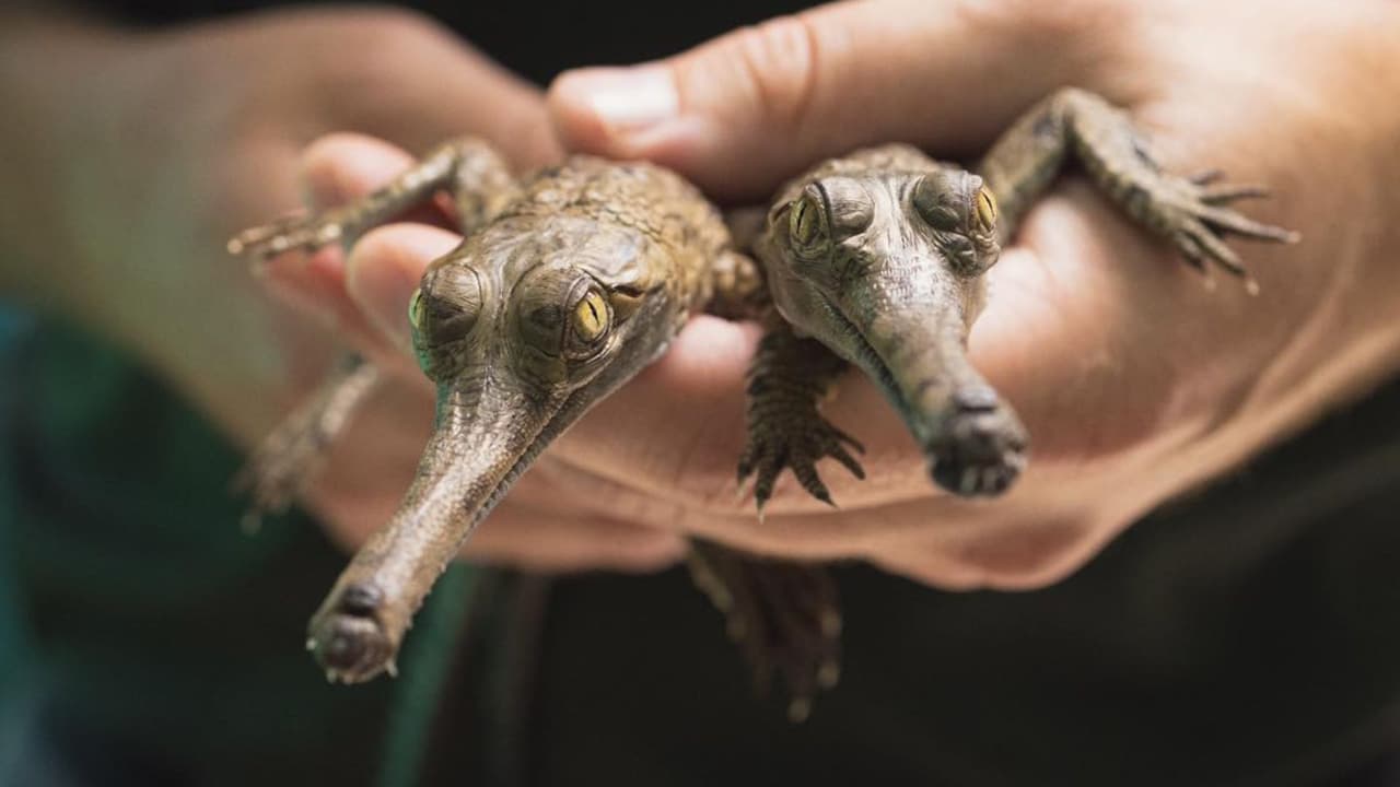 Tienen 
<b>cuerpo de cocodrilo, nariz de flauta, cara de “yo no fui” </b>y una historia digna de aplausos. Son los ghariales, 
<b>una especie tan rara que hasta los científicos se emocionan cuando aparece uno</b>. Y en el norte de Texas, no solo han aparecido: 
<b>acaban de nacer dos nuevos.</b> 
<a href="https://www.fortworthzoo.org/" target="_blank">El Zoológico de Fort Worth</a> está celebrando un logro que parece broma, pero es real: 
<b>tres años seguidos criando cocodrilos ghariales.</b> Ningún otro lugar en América del Norte lo ha logrado. Y mucho menos 
<i>back to back to back</i>, como dicen los fans de 
<a href="https://www.mavs.com/" target="_blank">los Dallas Mavericks</a> cuando ganan.