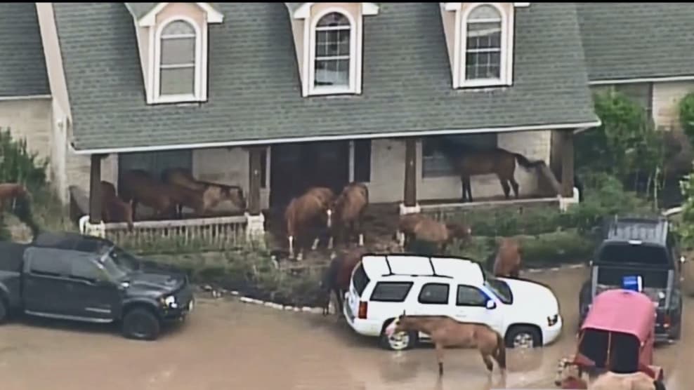 Muchos animales de granjas se han visto seriamente afectados por las inundaciones.
