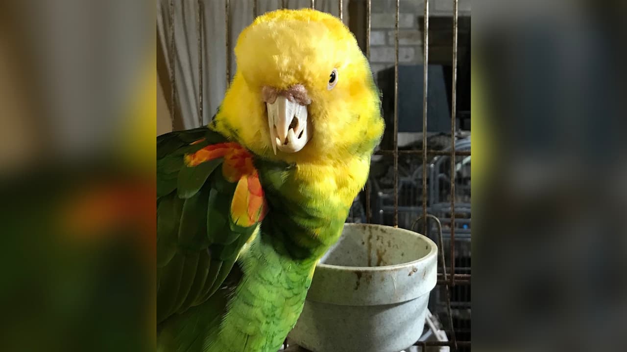 Las autoridades informaron que recibieron una llamada sobre el rescate de estos animales. Sin embargo, al llegar varios oficiales se dieron cuenta de la magnitud de la operación por lo que tuvieron que llamar al Houston SPCA.