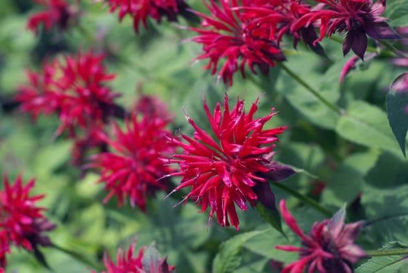 Monarda. Es la flor preferida de los colibríes. Mejor conocida como “bálsamo de abeja”, es una planta resistente que se propaga rápidamente y crece alto. Para su cultivo prefieren mucho sol y buen drenaje. Puedes elegirla en rojo, rosado o púrpura, para asegurarte un jardín lleno de picaflores.