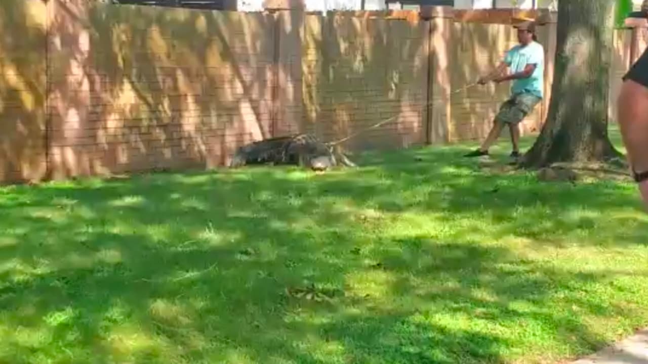 Los oficiales del condado Fort Bend intentaron dirigir el 
<a href="https://www.univision.com/local/houston-kxln/caiman-cinco-ranch-houston-fotos" target="_blank">caimán a un arroyo</a>, pero se negó a entrar.