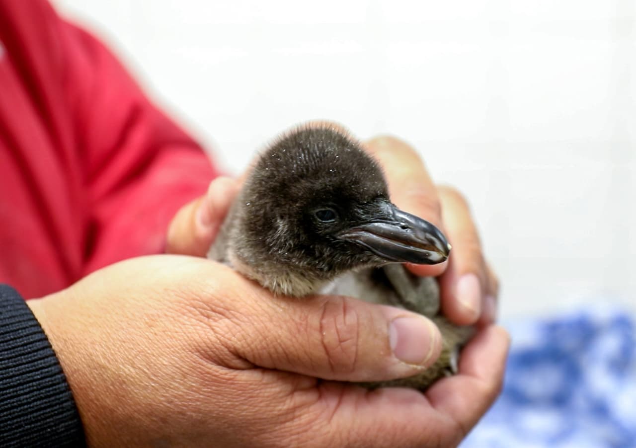 Los pingüinos nacieron para celebrar la semana de Acción de Gracias. Uno pesó 62 y el otro 124 gramos.
