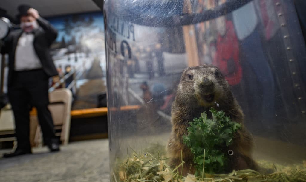 Phil no es la única marmota meteoróloga y el Club de Punxsutawney llama "impostores" a las otras, como Chuck, quien da su pronóstico en el Zoológico de Staten Island, en Nueva York, o Chuckles, que hace su anuncio desde el Museo de los Niños de Lutz, en Manchester, Connecticut.